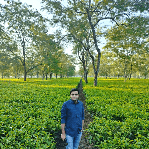 Tea gardens in Gorubathan