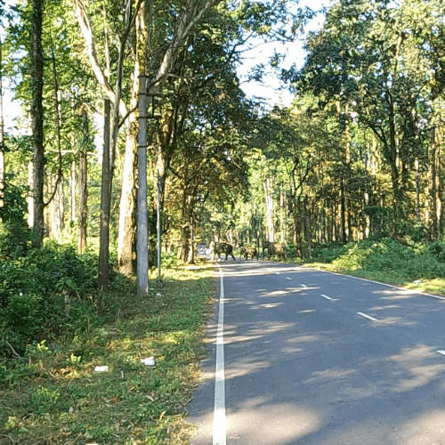 elephants in Gorubathan