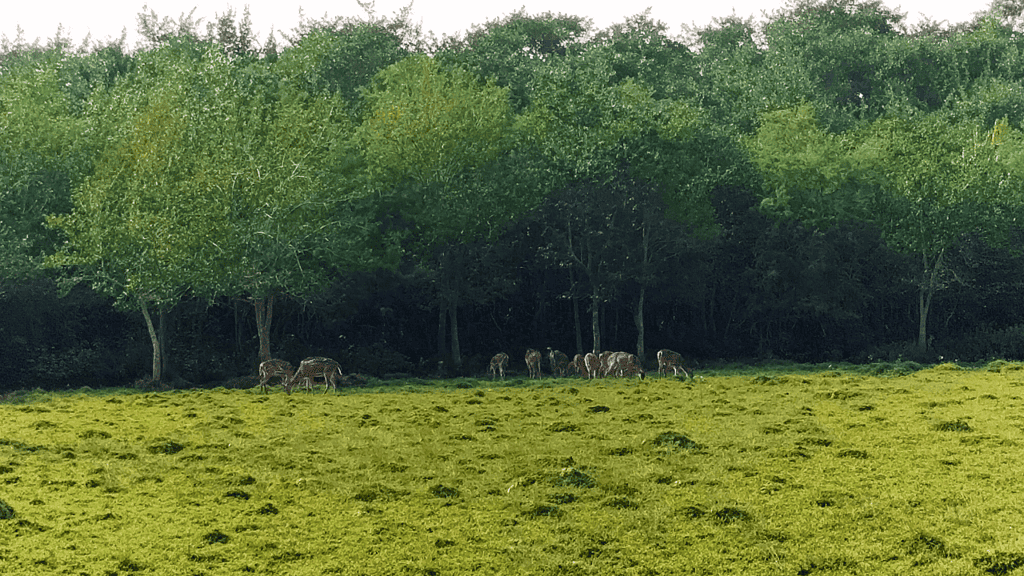 Bhitarkanika national park