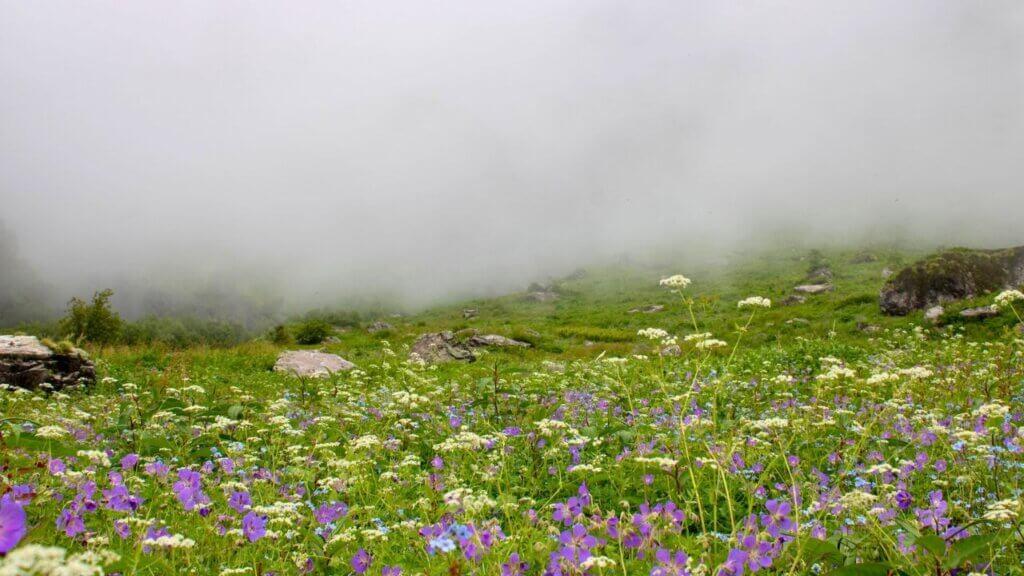 valley of flowers uttarakhand's trekking destinations