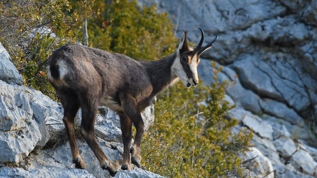 chamois in gran paradiso circuit