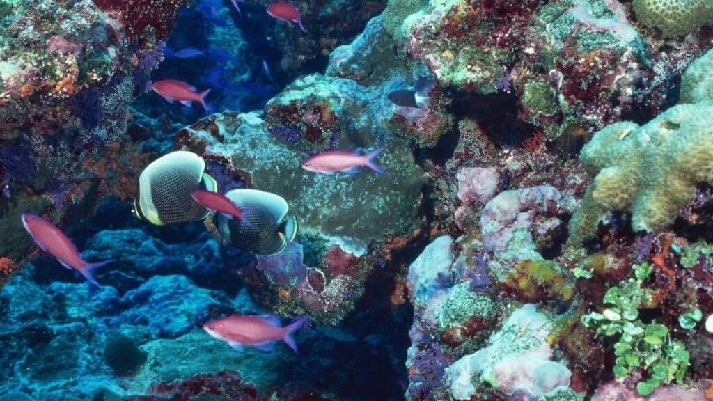 coral reefs, Lakshadweep