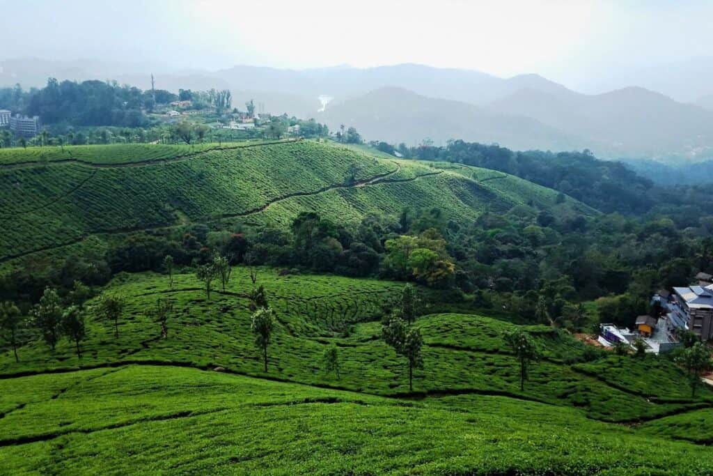Munnar - places to visit in india in summer