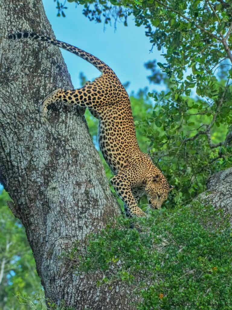 Yala National Park, Sri Lanka