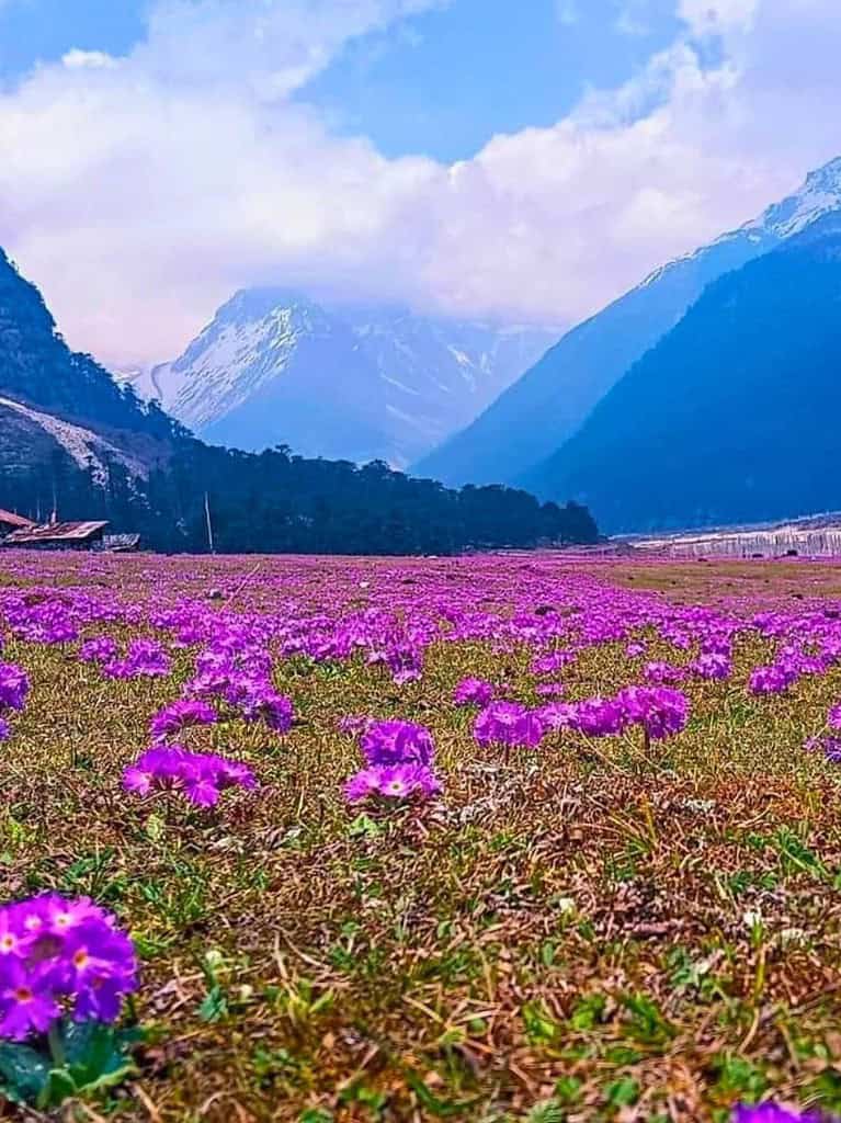 Yumthang valley Sikkim